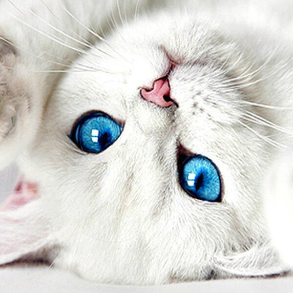 Самому красивому коту в instagram удалось заполучить почти миллион фолловеров
