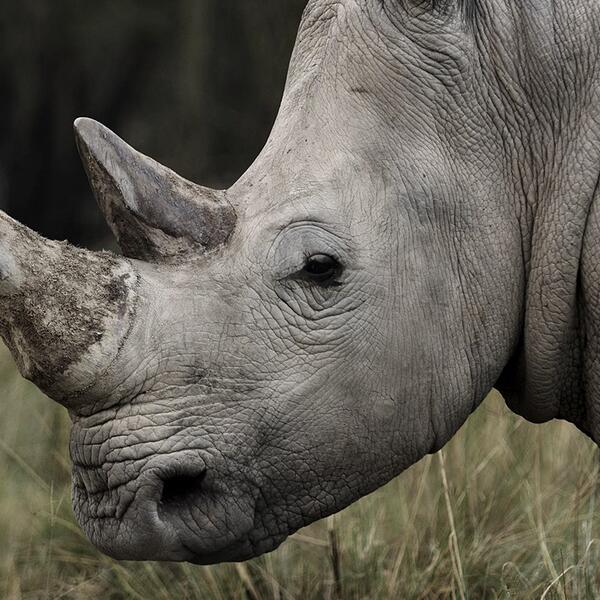 Последний самец белого носорога умер в Кении!