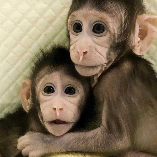 Китайским учёным удалось клонировать первых обезьян