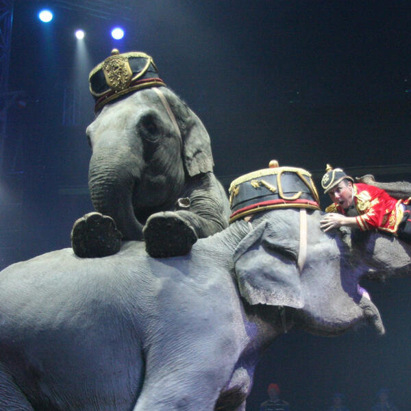 Рано радовались. Верховная Рада не поддержала запрет на животных в цирках