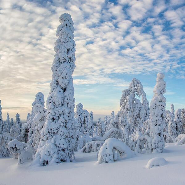 TUI воплощает мечты: новогоднее путешествие в Финляндию стало доступнее